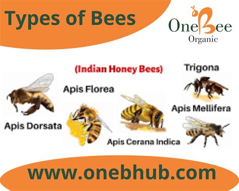 Types Of Bees For Honey Production And Pollination