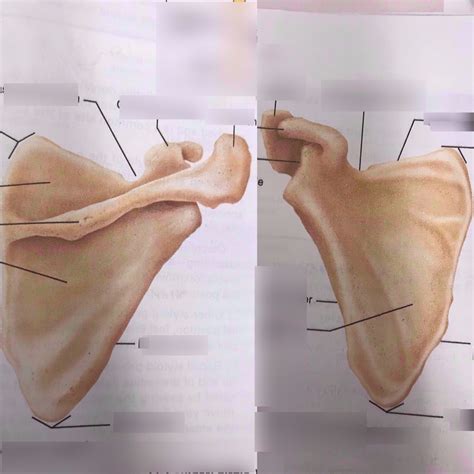 Diagram Of Appendicular Skeleton Labels Scapula Quizlet