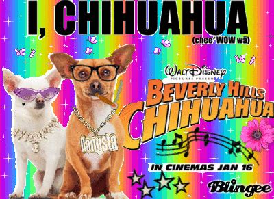 Beverly Hills Chihuahua Poster Picture #120956146 | Blingee.com