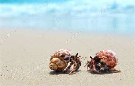 Hermit Crab On Beach