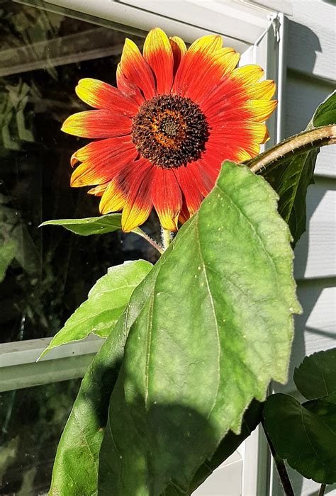 Sunset Sunflower 💖🌻💖 : gardening