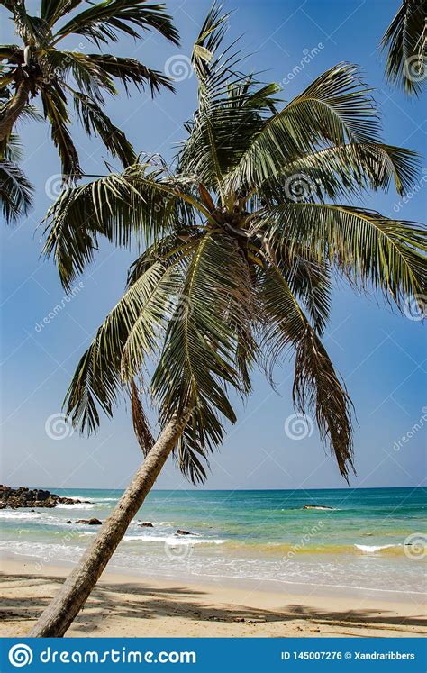 Playa Y Mar Tropicales Con La Palmera En Mirissa En Sri Lanka Foto De