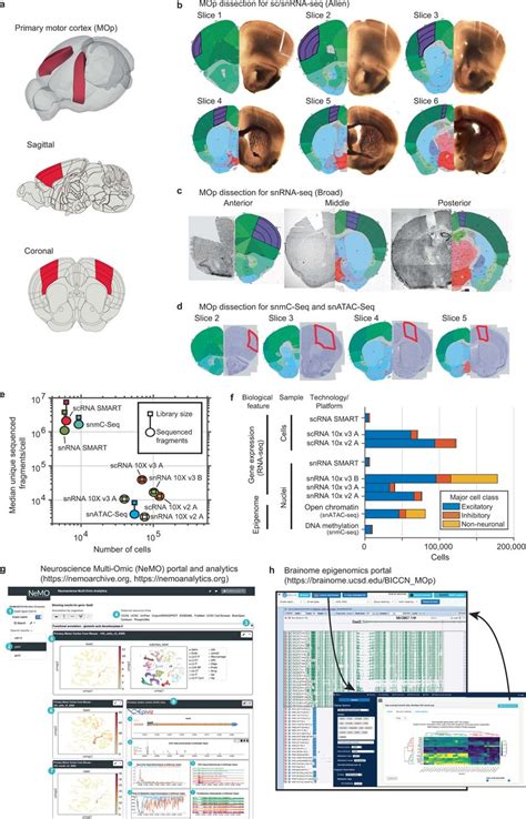 A Multimodal Molecular Cell Type Atlas Of The Mop A Anatomical