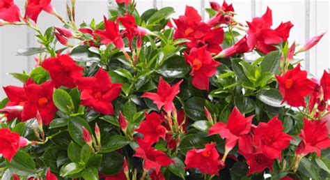 How To Grow Dipladenia Plant The Ultimate Guide In