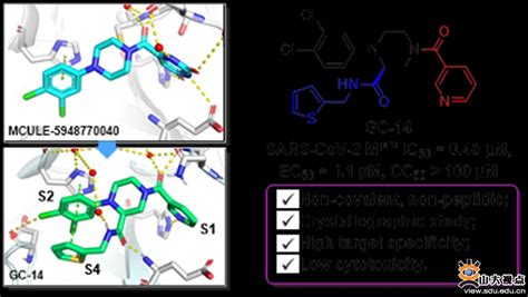 药学院刘新泳、展鹏教授团队在结构生物学导向的sars Cov 2主蛋白酶抑制剂研究领域连续取得新进展 山东大学苏州研究院