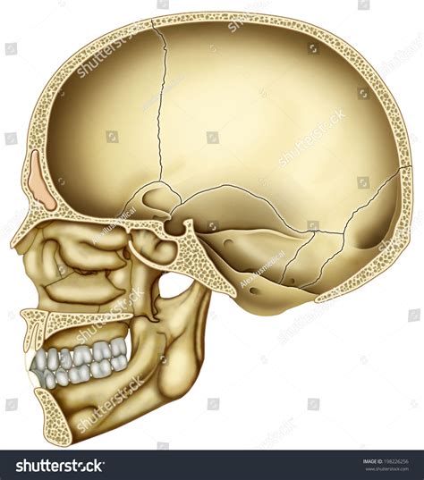 Dissection Human Skull Different Sections Within Stock Illustration