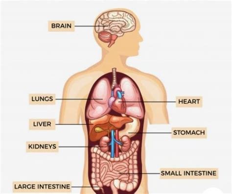 The Function Of Humans Body Organs Education