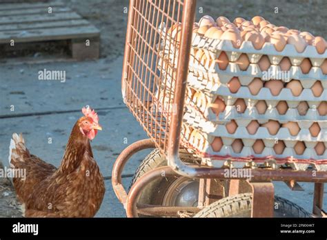 Poulet Unique En Plus De La Gamme D Ufs Frais Bruns La Ferme Poule