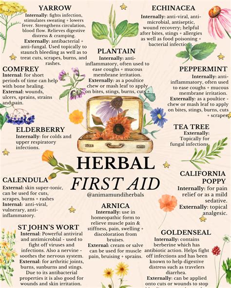 Your Herbal First Aid Kit Needs These Plants Artofit