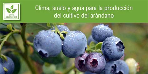 Clima Suelo Y Agua Para La Producci N Del Cultivo Del Ar Ndano