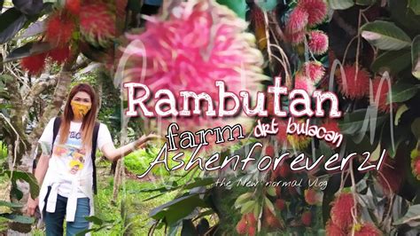 Rambutan Farm Do A Remedios Trinidad Bulacan The New Normal Vlog