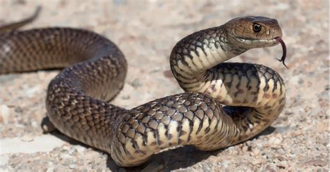 Eastern Brown Snake Bite: Why it has Enough Venom to Kill 58 Humans ...