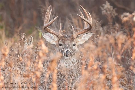 White Tailed Deer Mike Lentz Nature Photography