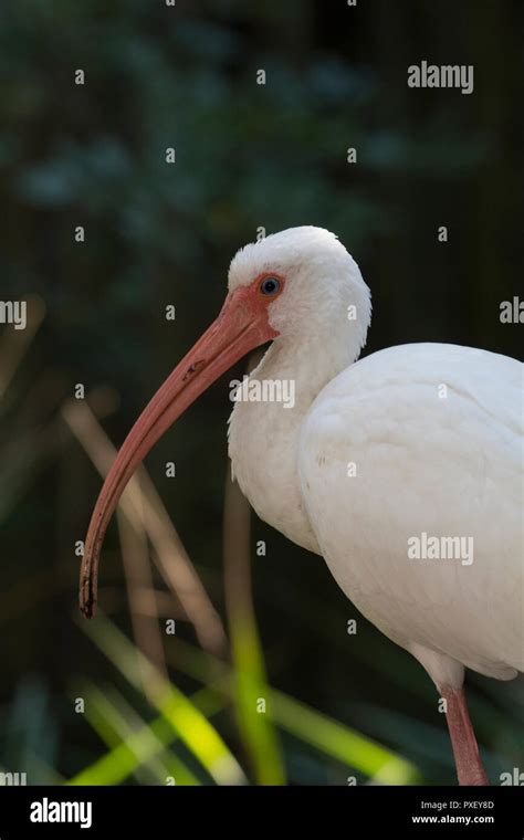 North American Ibis Hi Res Stock Photography And Images Alamy