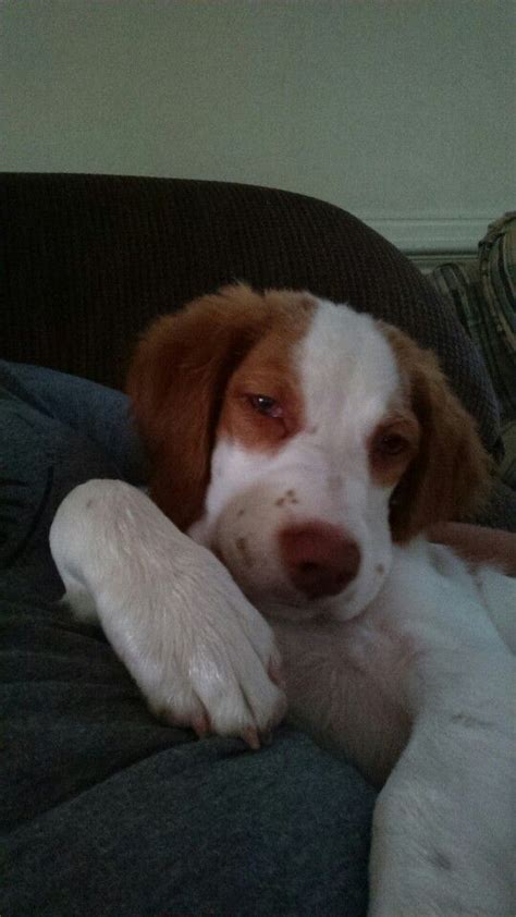 Brittney Spaniel | Brittany dog, Brittany spaniel, Brittney spaniel