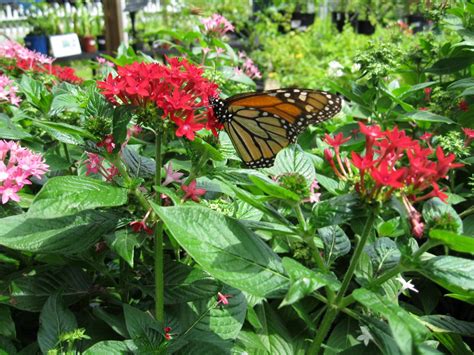 Butterfly Monarch Gardens One Of Spring’s Simple Delights - Thrive Global