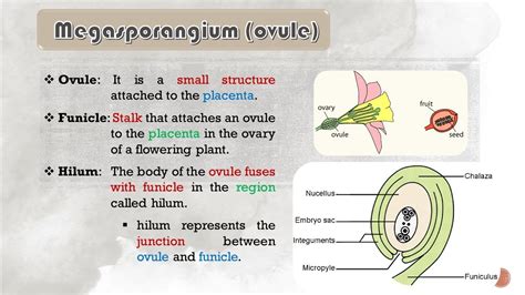 Std 12sc Biology Ch 2 Sexual Reproduction In Flowering Plants Part 7 Structure Of