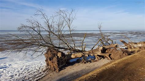 Schlafende Bäume am Strand bei Loissin im Winter GreifswalderNet