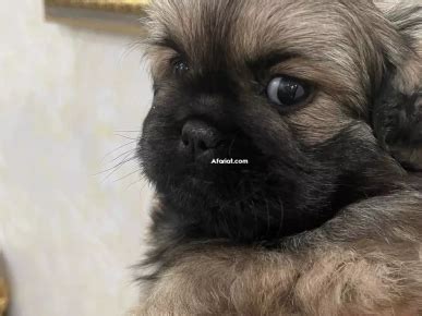 Chiots Pekinois Vendre Afariat