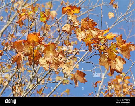 The Last Few Leaves Waiting To Fall Off A Maple Tree At The End Of