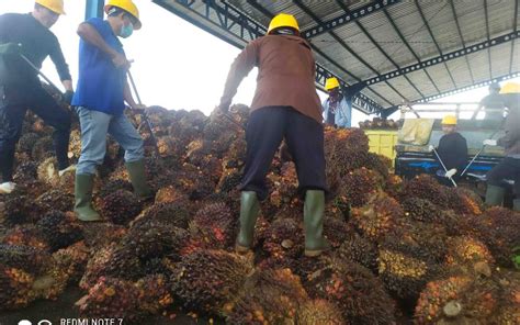 Maraknya Kampanye Hitam Terhadap Sawit BPDPKS Ajak Jurnalis Lihat