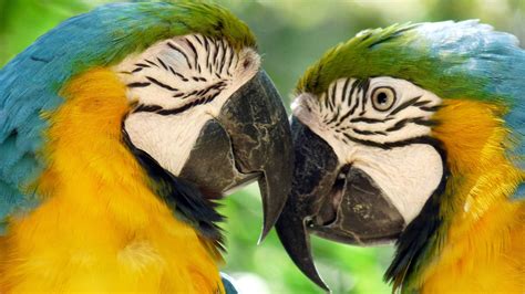 Macaw Parrot Wallpapers - Wallpaper Cave