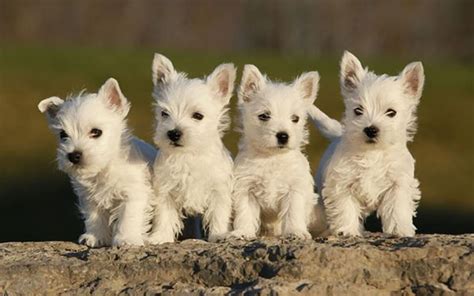 Westie puppies - Newtown Square Veterinary Hospital