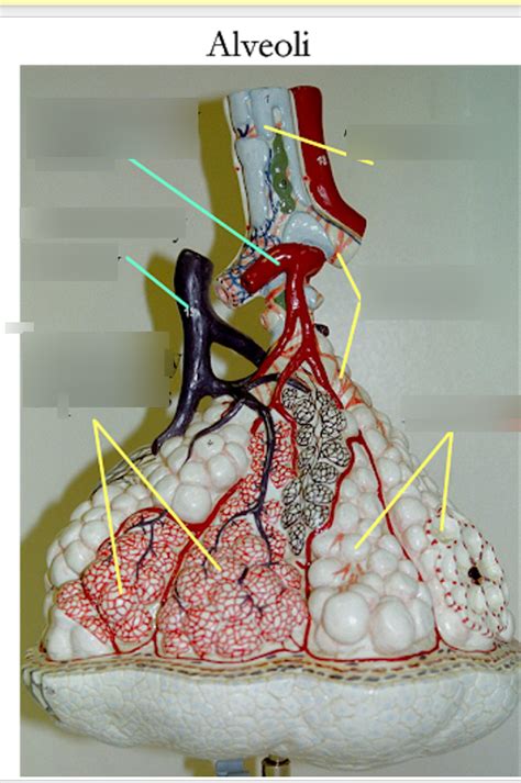 alveoli Diagram | Quizlet