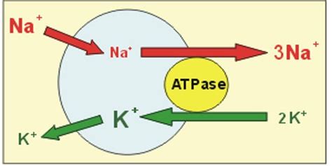 Sodium-Potassium Pump - QS Study