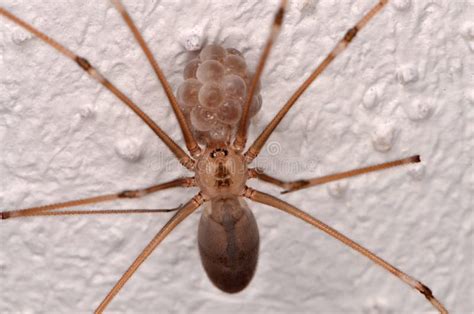 Araña De Cuerpo Alargado Del Sótano Y X28 Phalangioides X29 De