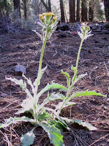 Lambs Tongue Ragwort Variety Senecio Integerrimus Major Inaturalist