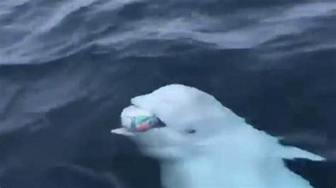 Beluga whale plays wonderful game of ‘fetch’, Twitter calls it life ...