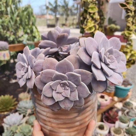 60 Purple Succulent Plants That Are Absolutely Gorgeous