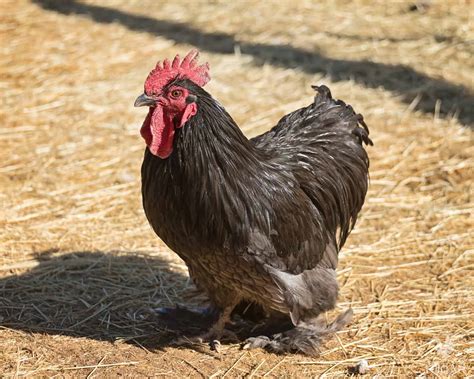 Black Cochin Chickens