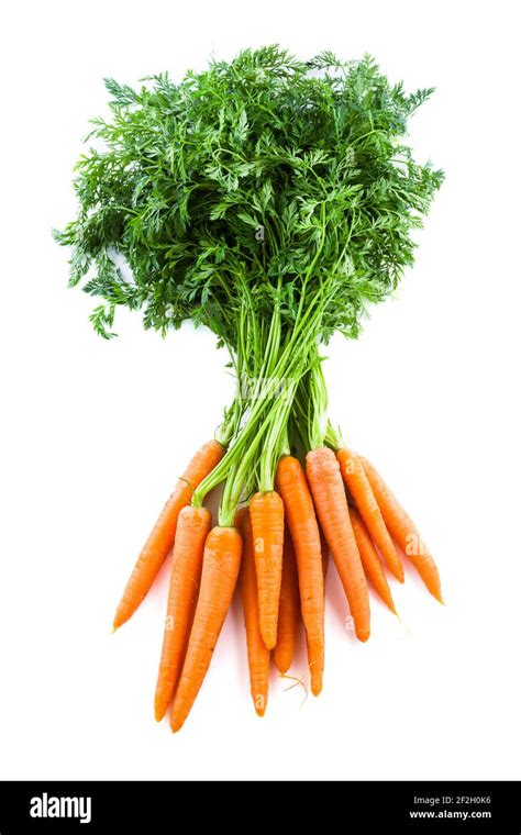 Bunch of fresh carrots with green tops. Isolated on a white Stock Photo ...