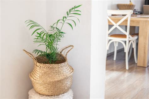 13 Indoor Palm Trees for Your Home