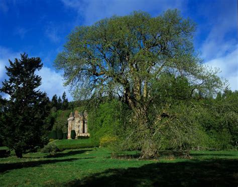 Chestnut Tree Pictures