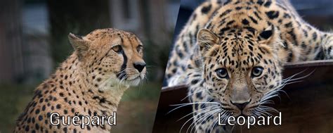 Différence entre guépard et léopard - DifferenceEntre.fr