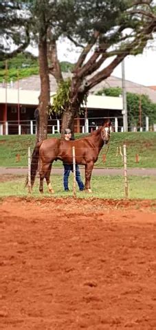 Cobertura quarto de milha Animais em Maringá FarmBy