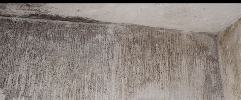 Black Mould What Causes Black Spot Mould Timberwise