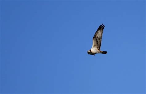 Loch Arkaig osprey spotted at nature reserve in France - Scottish Field