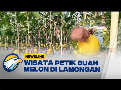 Cerita Dari Kampung Wisata Petik Melon Di Lamongan Youtube