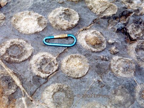 Fossil horn corals - Dragoon Mtns, eastern Arizona | AZGS