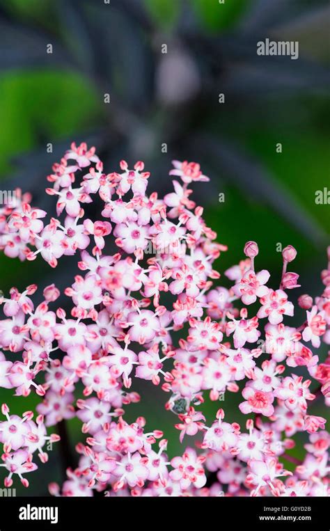 Elder Black Elder Sambucus Sambucus Nigra Eva Beauty In Nature Black Lace Colour