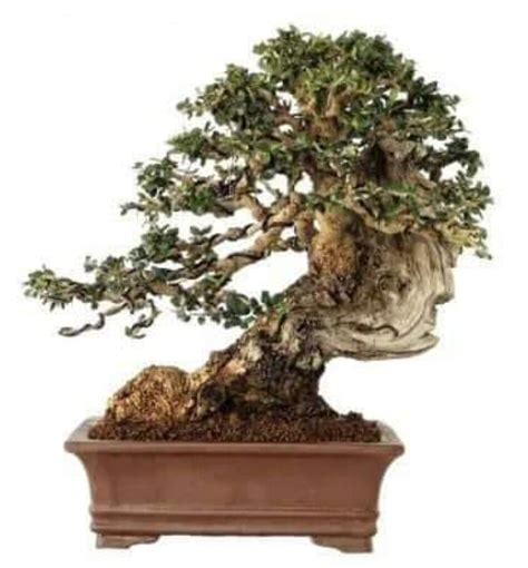 Img Wa Adictos Bonsai Flickr