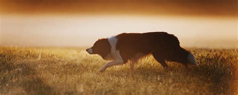 Собаки для съёмок в Нижнем Новгороде | Здесь вы можете найти ...