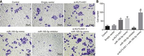 Lncrna Klf As Suppresses Cell Migration And Invasion In Escc By