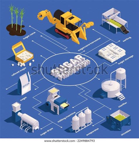 Sugar Cane Production Isometric Infographics Cane Stock Vector (Royalty Free) 2249884793 ...