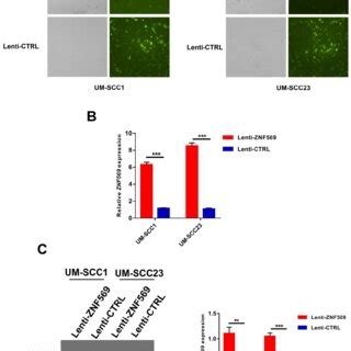 The Construction Of ZNF 569 Overexpression Lentiviruses A The