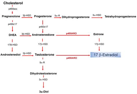 Estrogen Synthesis Pathway